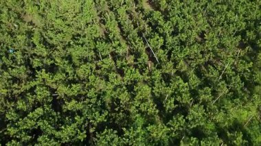 Çiftlikteki bir guava ağacının hava görüntüsü.