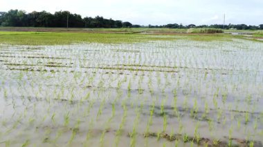 Pirinç tarlaları çeltik tarlaları..