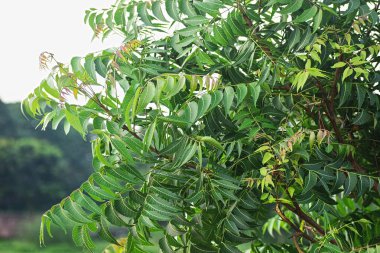 Azadirachta indica - Neem ağacının yapraklarından bir dal.