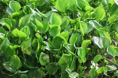 Sümbül bitkileri bahçede.