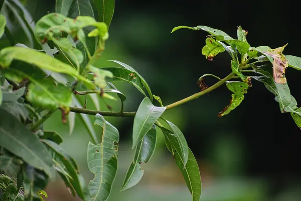 yeşil mango yaprağı