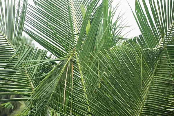 Palmiye yaprağı arka planı, tropikal yapraklar