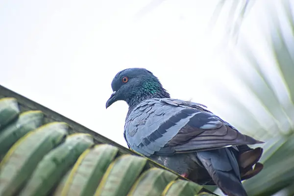 Bir güvercinin yakın çekim görüntüsü