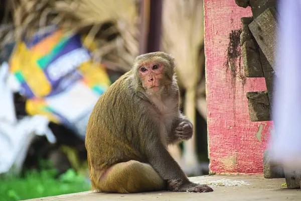 maymun bir hayvanat bahçesi