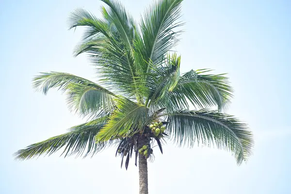 Mavi gökyüzünde güzel palmiye ağaçları.