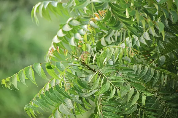 Yapraklı Azadirachta indica ağacı