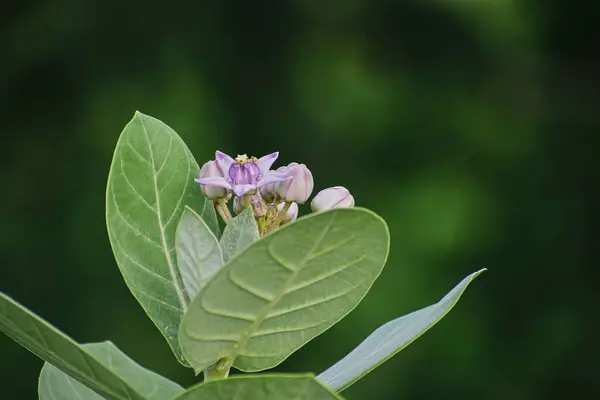 Yeşil yapraklı süt otları (calotropis gigantea).