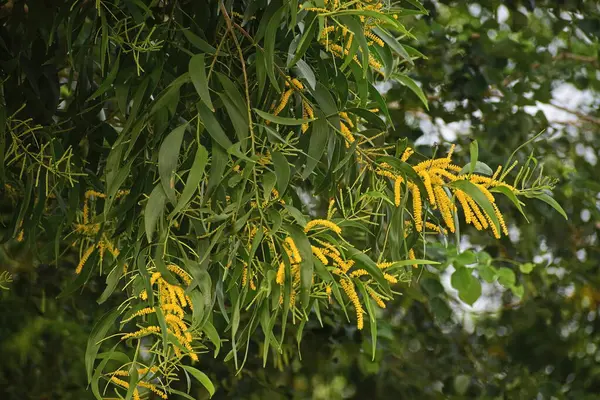Earleaf akasya çiçekleri yakın görünüm
