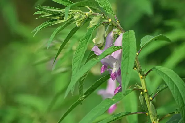 güzel susam çiçekleri (yakın çekim - çekim )
