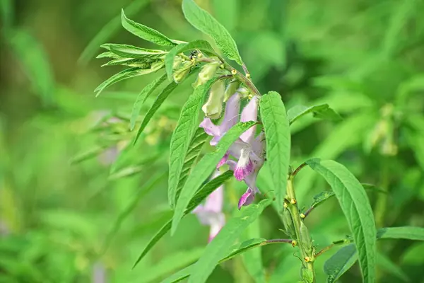 Susam çiftliği kapanıyor.