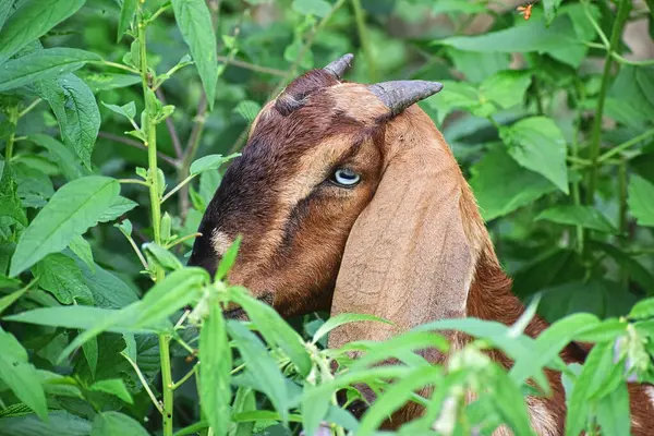 Ormanda sevimli kahverengi bir keçinin portresi, Hindistan 'da keçi çiftliği..