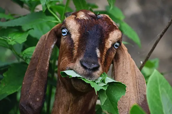 Asya 'da keçi yaprağı yiyor..