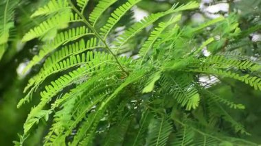 Amla yaprağının yakın görüntüsü