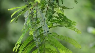 Phyllanthus 'un yeşil yaprakları emblika meyvesi ağacı veya Hint Bektaşi üzümü.