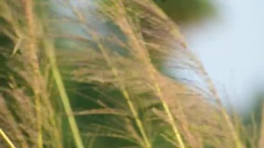 Krisopogon zizanioides çiçekleri manzarayı kapatır