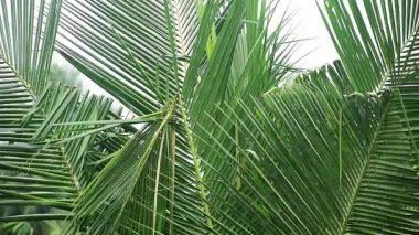 ağaçta palmiye yaprakları