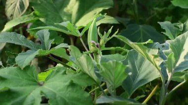 Bahçeye yakın bir yerde bamya yetiştiriciliği. Hint tarım görüşü.