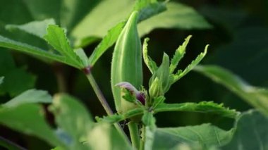 Ağaçta yeşil bamya var. Kadın parmakları ağacı yakın görünüm.