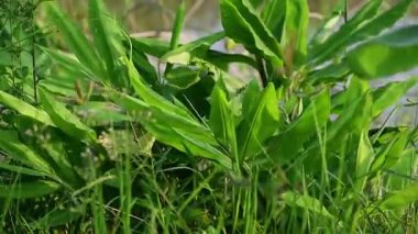 Bahçede zencefil bitkisi