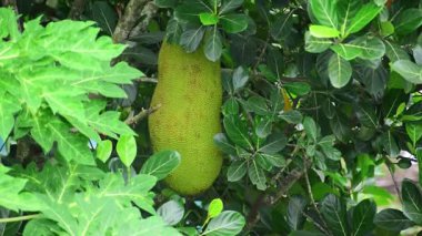 ağaç üzerinde asılı nefesi