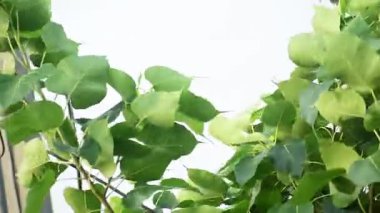 Bodhi yaprakları, bitki örtüsü ve yapraklar.