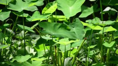 Bahçedeki fil kulak bitkileri (Colocasia bitkisi).