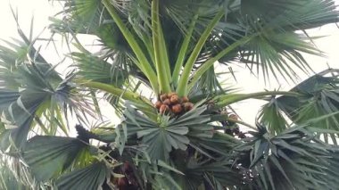 Olgun palmiyeler (Borassus flabellifer) dişi palmiye ağaçlarında asılıdır. Asya palmiyesi ağacı meyvelerle yakın görünüm.