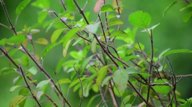 Tulsi ağacı ya da kutsal fesleğen ağacı yakın çekim görüntüsü. Ocimum tenuiflorum ağacı.