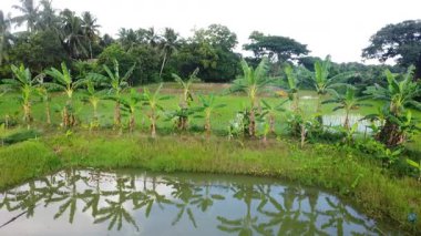 Hindistan 'da muz tarımı manzarası
