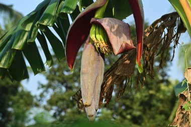 Hindistan 'da muz çiçeği