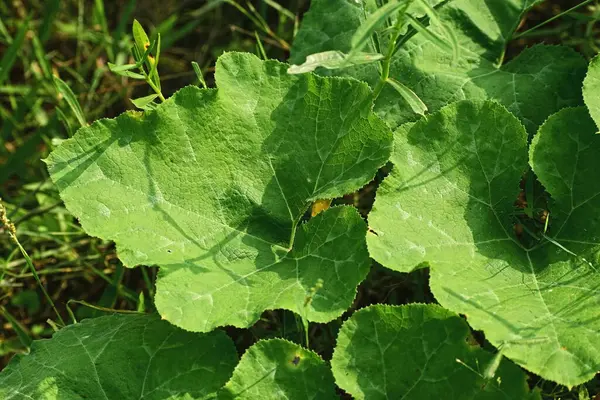 Balkabağı yaprakları yakın görünüm