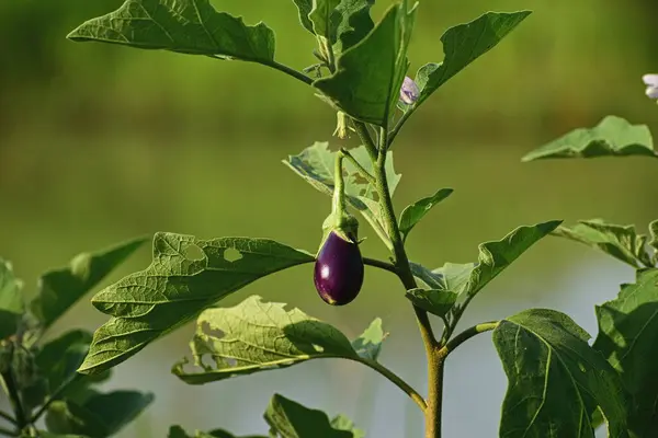 Patlıcan ağacı üzerinde