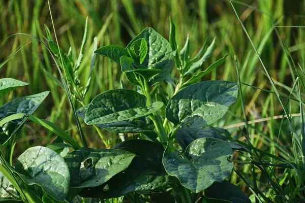 Basella alba fabrikası yakın görüş