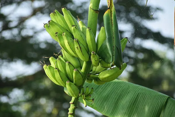 Muz ağacı bahçede üzerinde