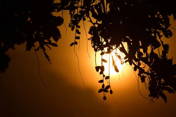 Siluet ağacı yaprakları ve meyveler karanlıkta öğleden sonra.