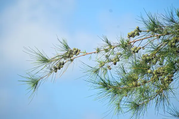 Casuarina equisetifolia ağacı yakın görüş