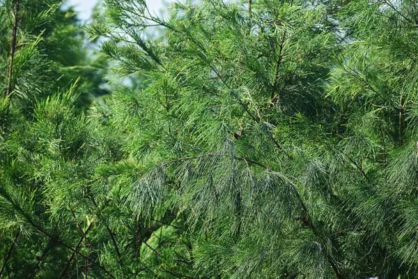Deniz kıyısındaki Casuarina Eşitliği Ağacı Ormanı. 
