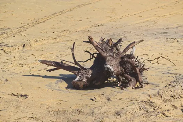 Çöldeki ölü ağaç.