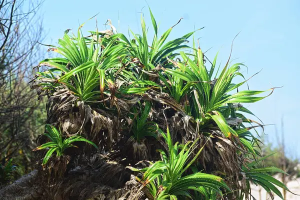 Pandanus ağaçları Hint deniz sahillerinde.