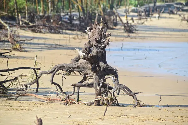Kumsaldaki kum erozyonunun çevresel hasarı. İklim Değişikliği. 