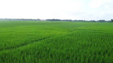 Yağmur mevsiminde pirinç tarlaları. Sabah pirinç tarlalarında pirinç hasadı. Çeltik, pirinç yetiştiren bir tarladır..
