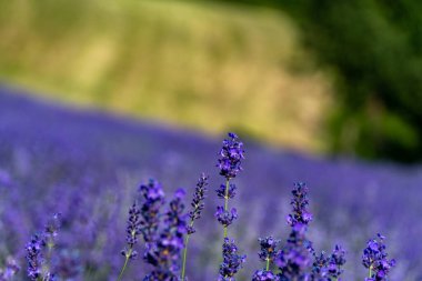 Piedmont 'taki Sale San Giovanni yakınlarında lavanta ve tıbbi bitki tarlaları. İtalyan Provence olarak bilinen yer, lavanta ve tıbbi bitkiler üreten sayısız çiftliklerle dolu..