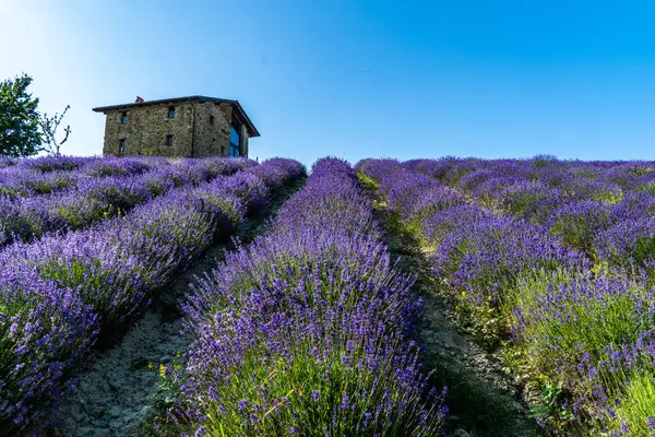 Piedmont 'taki Sale San Giovanni yakınlarında lavanta ve tıbbi bitki tarlaları. İtalyan Provence olarak bilinen yer, lavanta ve tıbbi bitkiler üreten sayısız çiftliklerle dolu..