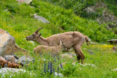 Deniz Alpleri Doğal Parkı, dağ keçileri Entracque, Piedmont, Cuneo, İtalya yakınlarındaki bir dağ gölünün etrafındaki çimenleri otlatıyorlar..