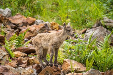 Deniz Alpleri Doğal Parkı, dağ keçileri Entracque, Piedmont, Cuneo, İtalya yakınlarındaki bir dağ gölünün etrafındaki çimenleri otlatıyorlar..