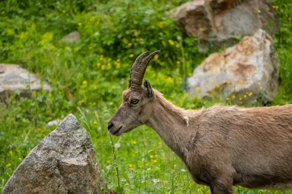 Deniz Alpleri Doğal Parkı, dağ keçileri Entracque, Piedmont, Cuneo, İtalya yakınlarındaki bir dağ gölünün etrafındaki çimenleri otlatıyorlar..