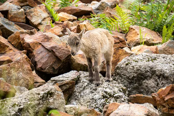 Deniz Alpleri Doğal Parkı, dağ keçileri Entracque, Piedmont, Cuneo, İtalya yakınlarındaki bir dağ gölünün etrafındaki çimenleri otlatıyorlar..