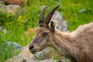 Deniz Alpleri Doğal Parkı, dağ keçileri Entracque, Piedmont, Cuneo, İtalya yakınlarındaki bir dağ gölünün etrafındaki çimenleri otlatıyorlar..