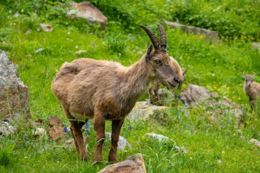 Deniz Alpleri Doğal Parkı, dağ keçileri Entracque, Piedmont, Cuneo, İtalya yakınlarındaki bir dağ gölünün etrafındaki çimenleri otlatıyorlar..