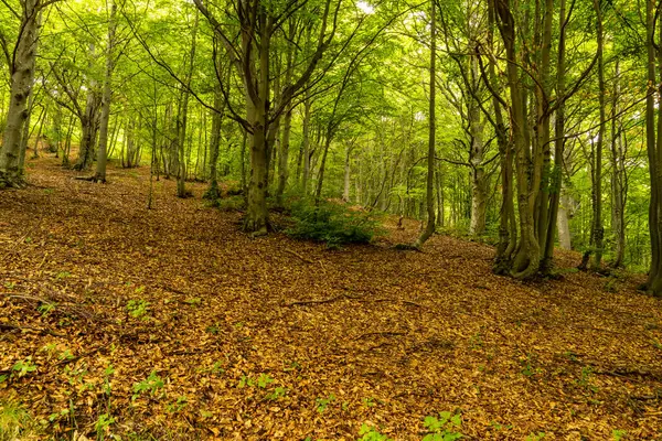 Deniz Alpleri 'ndeki kayın ormanı, Batı Alpleri, Cuneo, Piedmont, İtalya